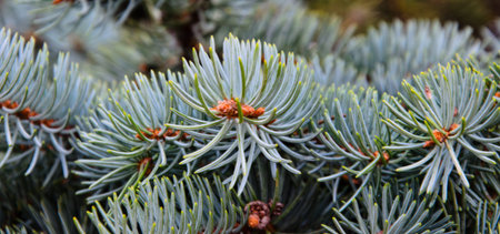 Needles on the branch of the fir tree