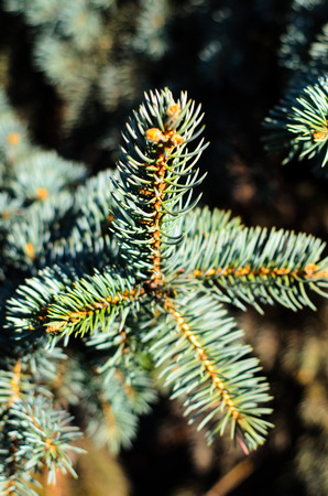 Close-up of the fir tree branch with needlesの写真素材