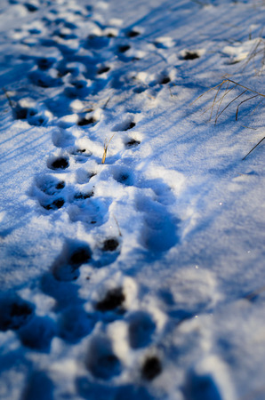 Paw prints in fresh and fluffy snowの写真素材
