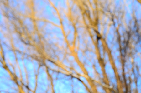 Abstract and blurred background of tree branches on winterの写真素材