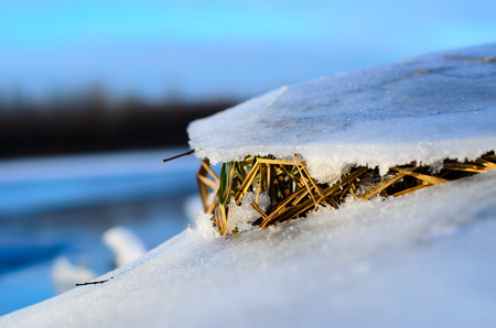 Dry grass under the broken ice on a river Dnieperの写真素材