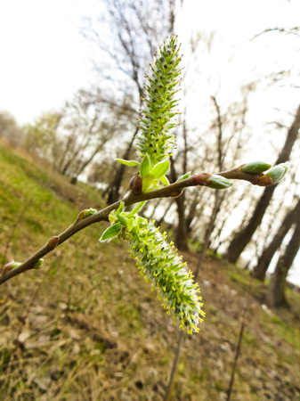 Pussy willow on early springの写真素材