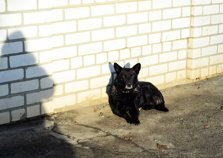 Homeless black mongrel dog on a sidewalkの写真素材