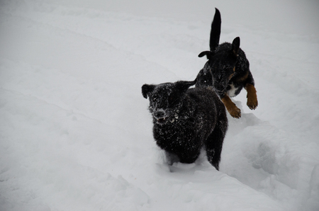 Two mongrel dogs playing in a fluffy snowの写真素材