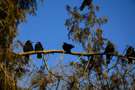 Group of crows on a fir tree branch in parkの写真素材
