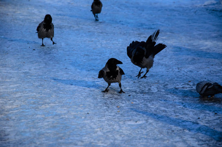 Crows on a ground in city park on winter