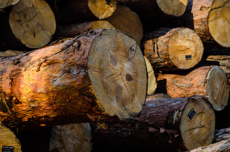 Texture of the pine logs in for backgroundのeditorial素材