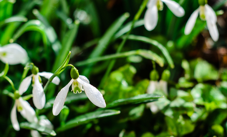 First snowdrops in a forest on early springの写真素材