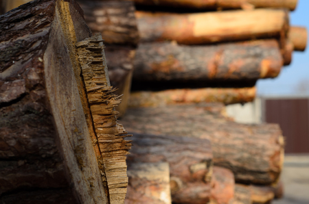 Pile of the pine logs in a yard of sawmillの写真素材