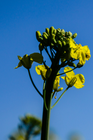 Close up of the yellow canola flowerの写真素材
