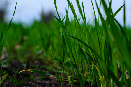 Rows of the young wheat on springの写真素材