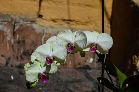 White orchid with the drops of the waterの写真素材