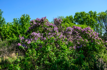 Blossoming lilac tree in city park on springの写真素材