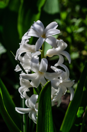 White hyacinth on flowerbed in the gardenの写真素材