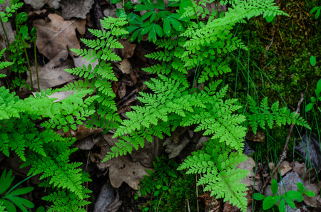 Green fern in a forest on springの写真素材