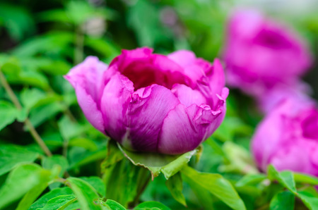 Tree peony blossoming in garden on springの写真素材