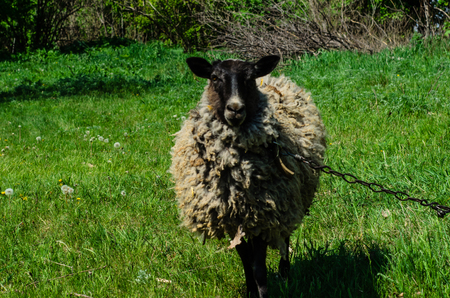 Fluffy grey sheep on a green meadowの写真素材