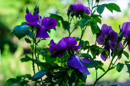 Violet rose on a flowerbed in a gardenの写真素材
