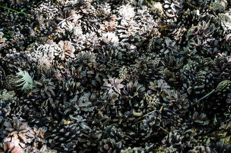 Texture of the pine cones for backgroundの写真素材
