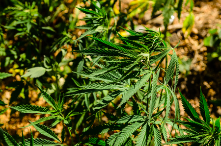 Bushes of the cannabis plant on summerの写真素材