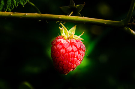 Ripe raspberry on a bush on summer