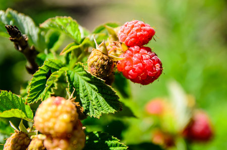 Ripe raspberries on a bush on summer