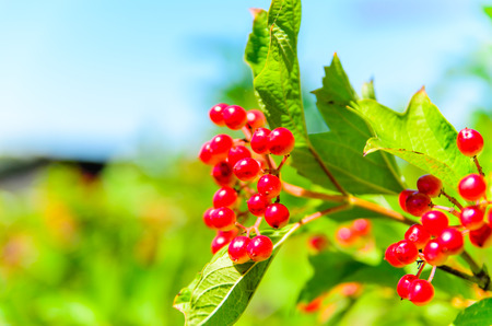 Red berries of the viburnum plant on summerの写真素材