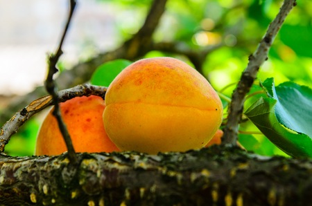 Ripe fresh apricot fruits on a branchの写真素材