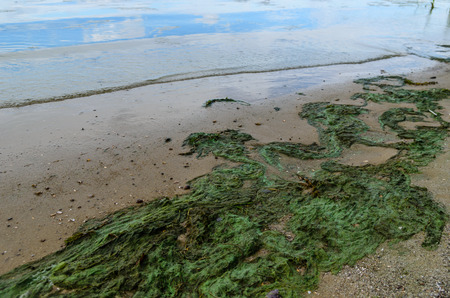 Green algae pollution on a bank of the riverの写真素材