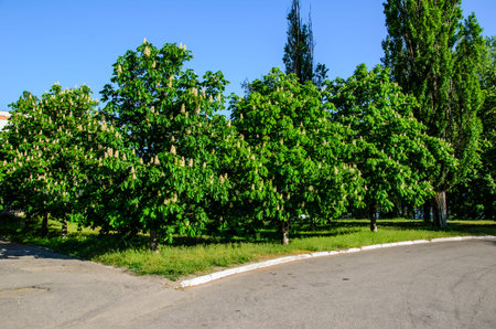 Blossoming horse chestnut trees in a streetの写真素材
