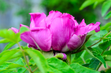 Tree peony blossoming in garden on springの写真素材