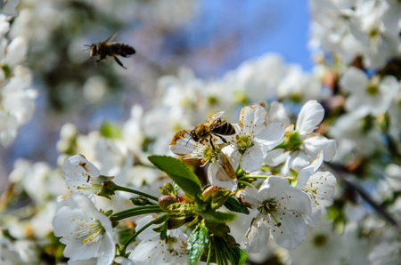 Honeybee collecting nectar from flowers of the cherry treeの写真素材
