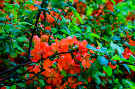 Blossoming japanese quince in a city parkの写真素材
