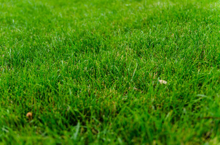 Texture of the green grass for background. Selective focus