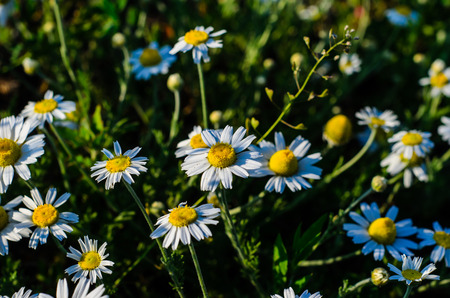 White chamomile (matricaria) blossoming on summer in a parkの写真素材