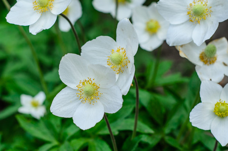 White anemone blossoming in forest on springの写真素材