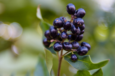 Berries of the common privet plant (Ligustrum vulgare) on autumnの写真素材