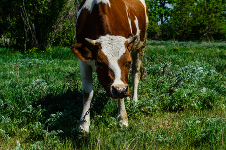 Cow on a green meadow on springの写真素材