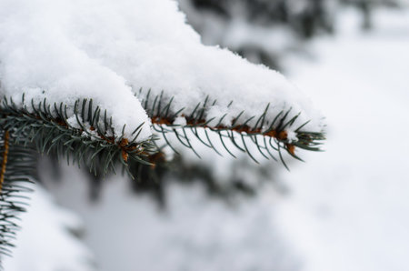 Fir tree needles with the thick snow