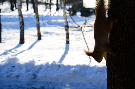 Red squirrel on a tree in city parkの写真素材