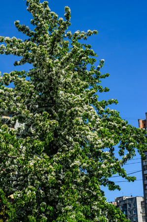 Blossoming apple tree in a city park on springの写真素材