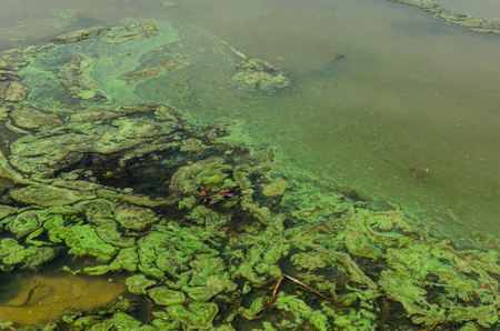 Green algae pollution on a surface of the lakeの写真素材