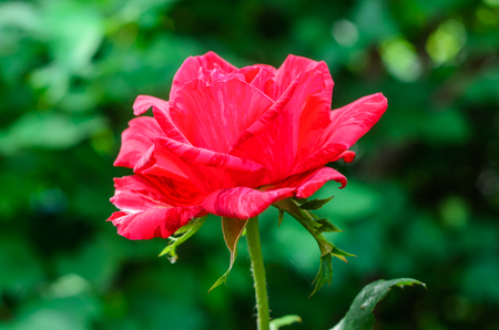Close-up of the red rose flower on summerの写真素材