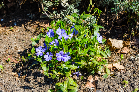 Blue linen flowers on flowerbed in gardenの写真素材