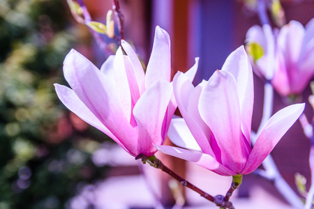 Flowers of the magnolia tree on springの写真素材