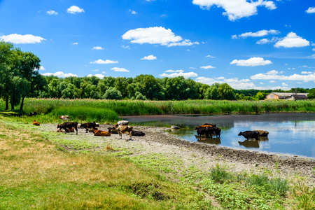 Cows near the river on hot summer day. Agricultural conceptの写真素材