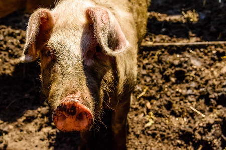 Curious pig in a pigpen at farmyardの写真素材