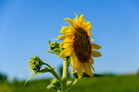 Beautiful sunflower in garden on summer dayの写真素材