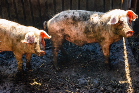 Two pigs in a pigpen at farmyardの写真素材