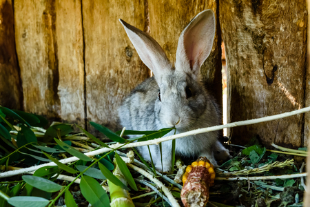 Little gray rabbit eating grass in wooden cageの写真素材